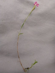 Dianthus deltoides
