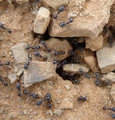 Tetramorium signatum