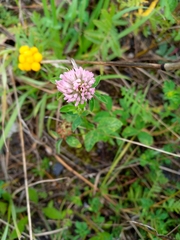 Trifolium pratense