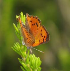 Chrysoritis chrysaor