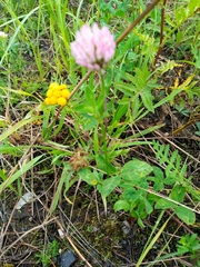 Trifolium pratense