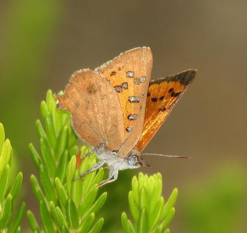 Burnished Opal photo 5