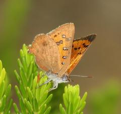 Chrysoritis chrysaor