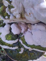 Trametes meyenii