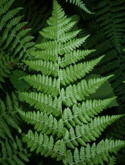 Hypolepis sparsisora