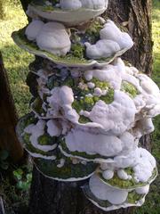 Trametes meyenii