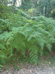 Hypolepis sparsisora