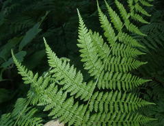 Hypolepis sparsisora