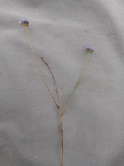 Jasione montana