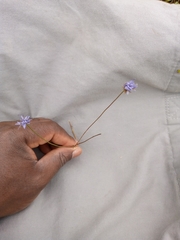 Jasione montana