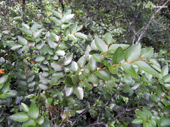 Nothofagus nitida