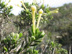 Gnidia geminiflora