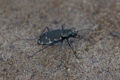 Cicindela ancocisconensis