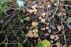Cudonia confusa