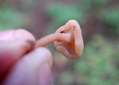 Cudonia confusa