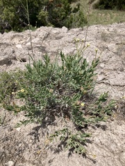 Acleisanthes lanceolata