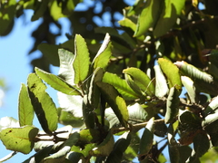 Eucryphia cordifolia