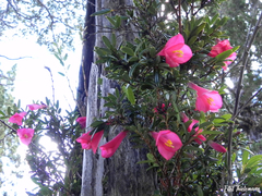 Philesia magellanica