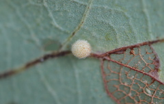 Atrusca carolina