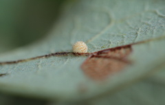 Atrusca carolina