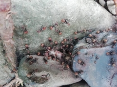 Dolichoderus quadridenticulatus