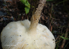 Amanita regalis