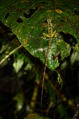 Anolis aequatorialis