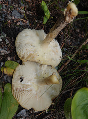Amanita regalis