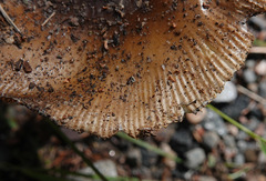 Amanita regalis
