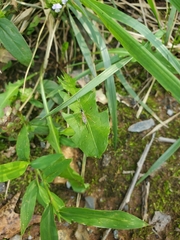 Sphelodon phoxopteridis