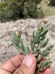 Acleisanthes lanceolata