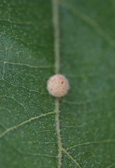 Atrusca carolina
