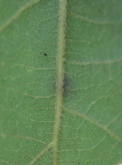 Atrusca carolina