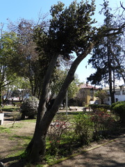 Eucryphia cordifolia