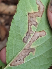 Phytomyza aralivora