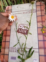 Leucanthemum vulgare