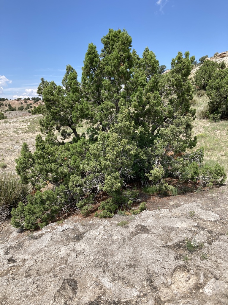 redberry juniper from De Baca County, US-NM, US on August 29, 2021 at ...