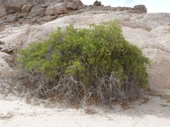 Salvadora persica persica