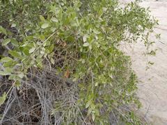 Salvadora persica persica