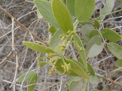 Salvadora persica persica
