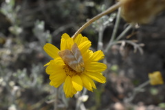 Schinia miniana