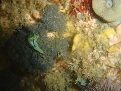 Polycera capensis
