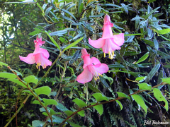 Philesia magellanica