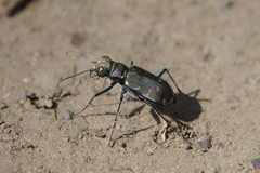 Cicindela ancocisconensis
