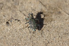 Cicindela ancocisconensis
