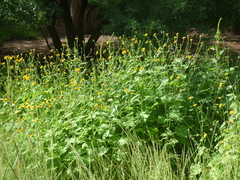 Tithonia thurberi