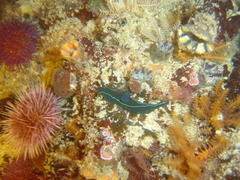 Tambja capensis