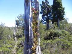 Philesia magellanica