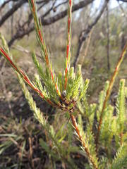 Leucadendron corymbosum