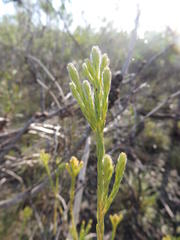 Leucadendron corymbosum